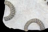 Multiple Devonian Ammonites (Anetoceras) on Rock - Morocco #87255-3